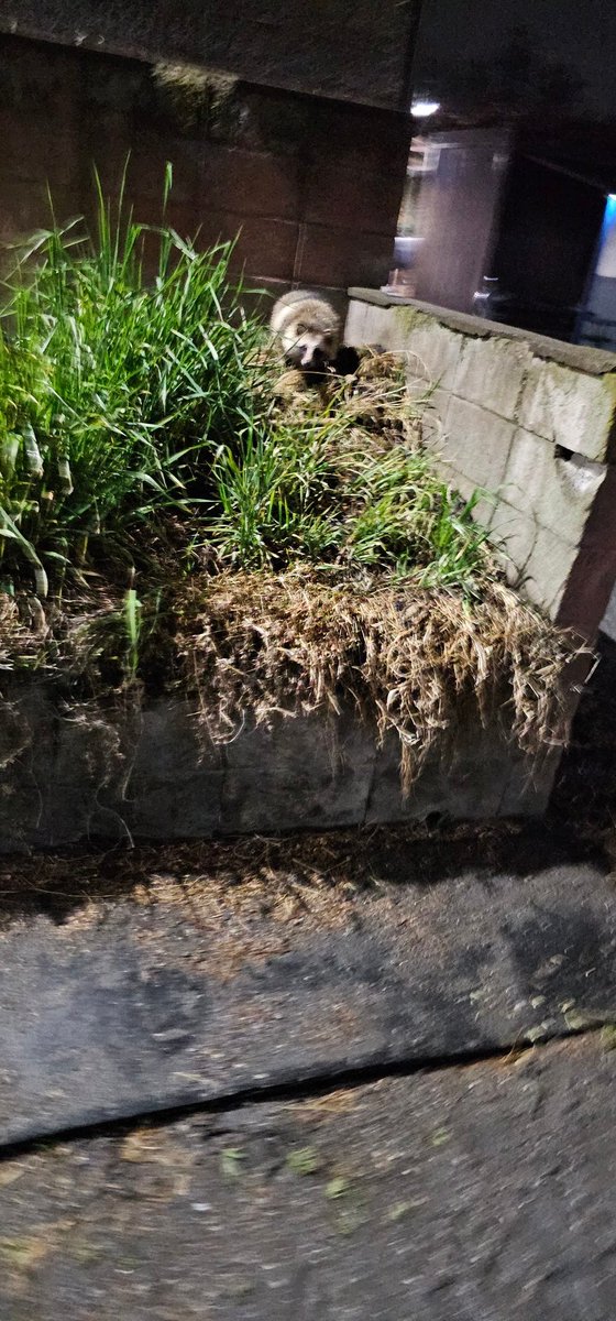 厩務員Ｔ tweet media