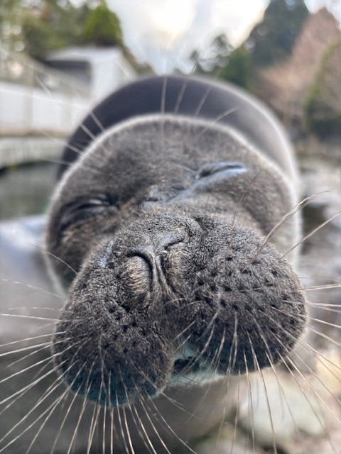 箱根園【公式】 tweet media