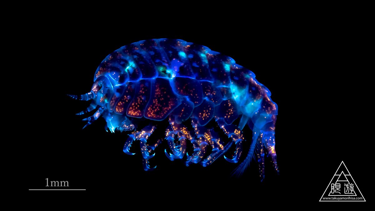 眼遊 GANYU tweet media