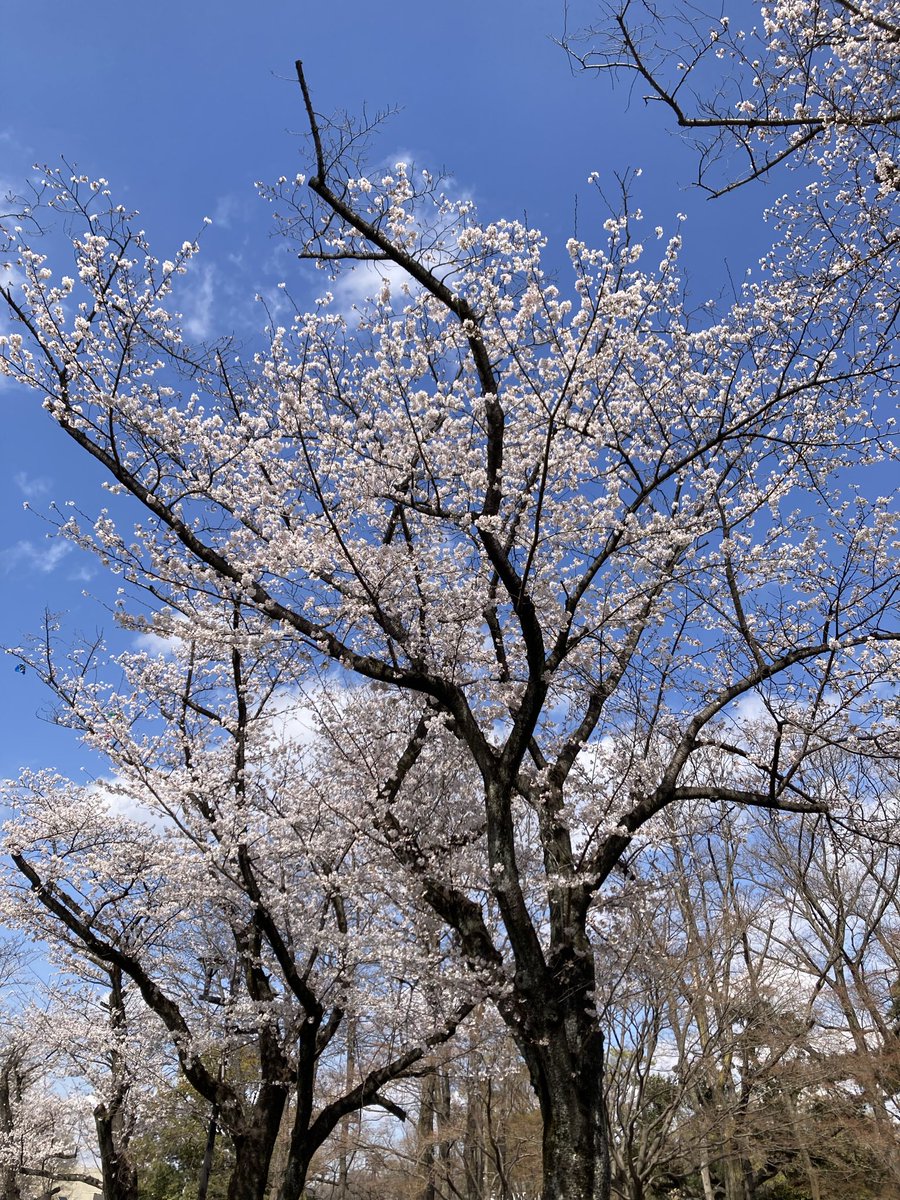 うさ宙＠FE本通販固定参照 tweet media