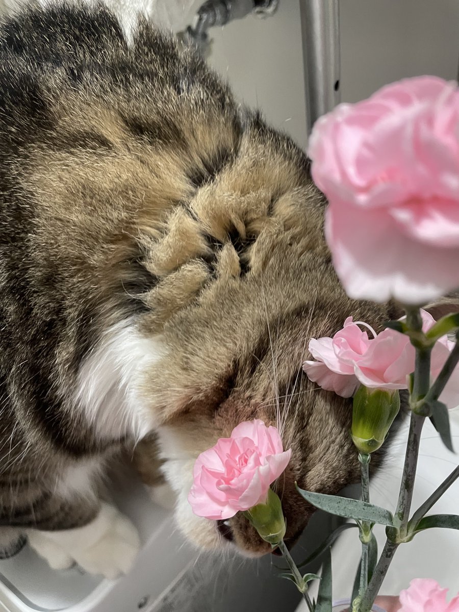 吾妻/わさび漬け tweet media