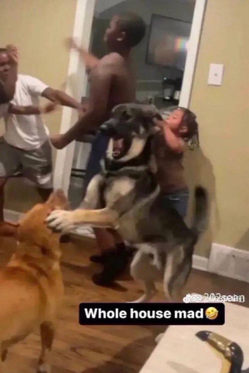 🧙♀️🐝ali_pascal 🏒🚒 tweet media