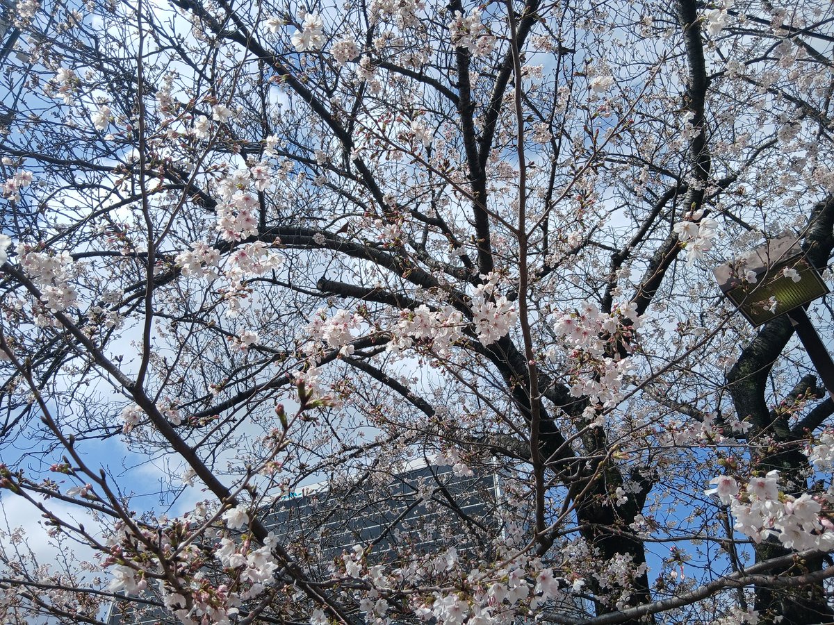 nnna030125's tweet photo. おはようございます😄
これから桜も満開です🌸🚴 https://t.co/SDVsMyqAr7