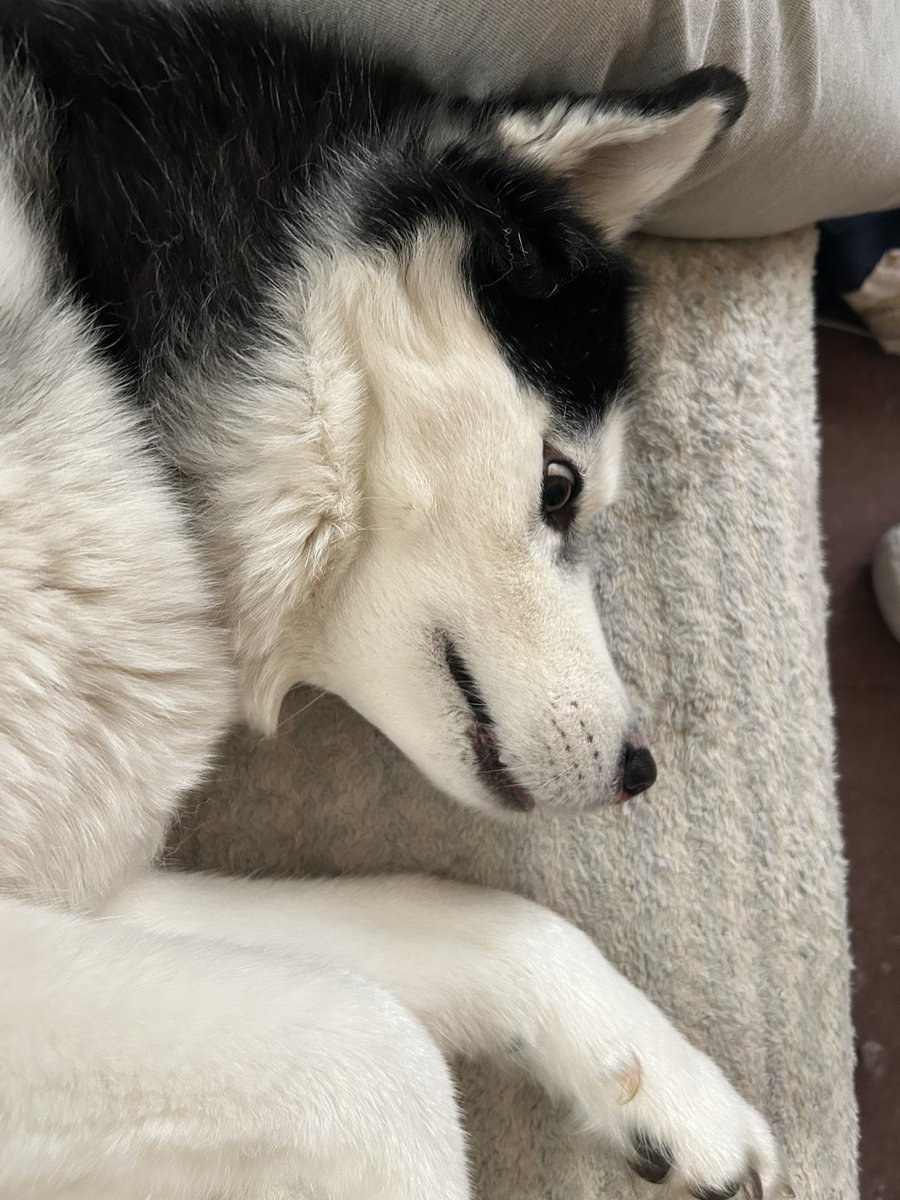 ウィルバイン tweet media