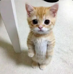 midnight society tweet media