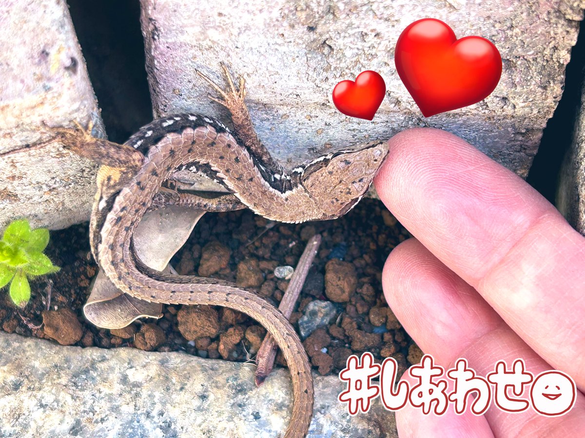 おはようございます🌞
今朝はバタバタと家事。と、
忘れてた小庭の草むしり😱

それをずっと横で見守っててくれていました☺️
#野生のペット♡
#カナヘビ🦎さん🥰だいぶ大きくなりました✨️
よくぞこの冬も生き延びてくれました👏🥹
カサカサの指に顎まで乗せちゃって💗
可愛いったらありゃしない😍