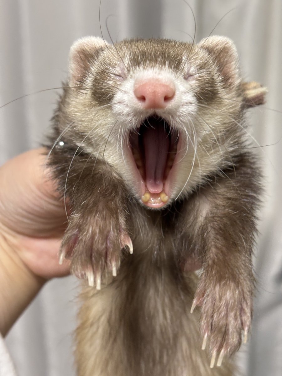 フェレットのちゃーちゃん🦦 tweet media