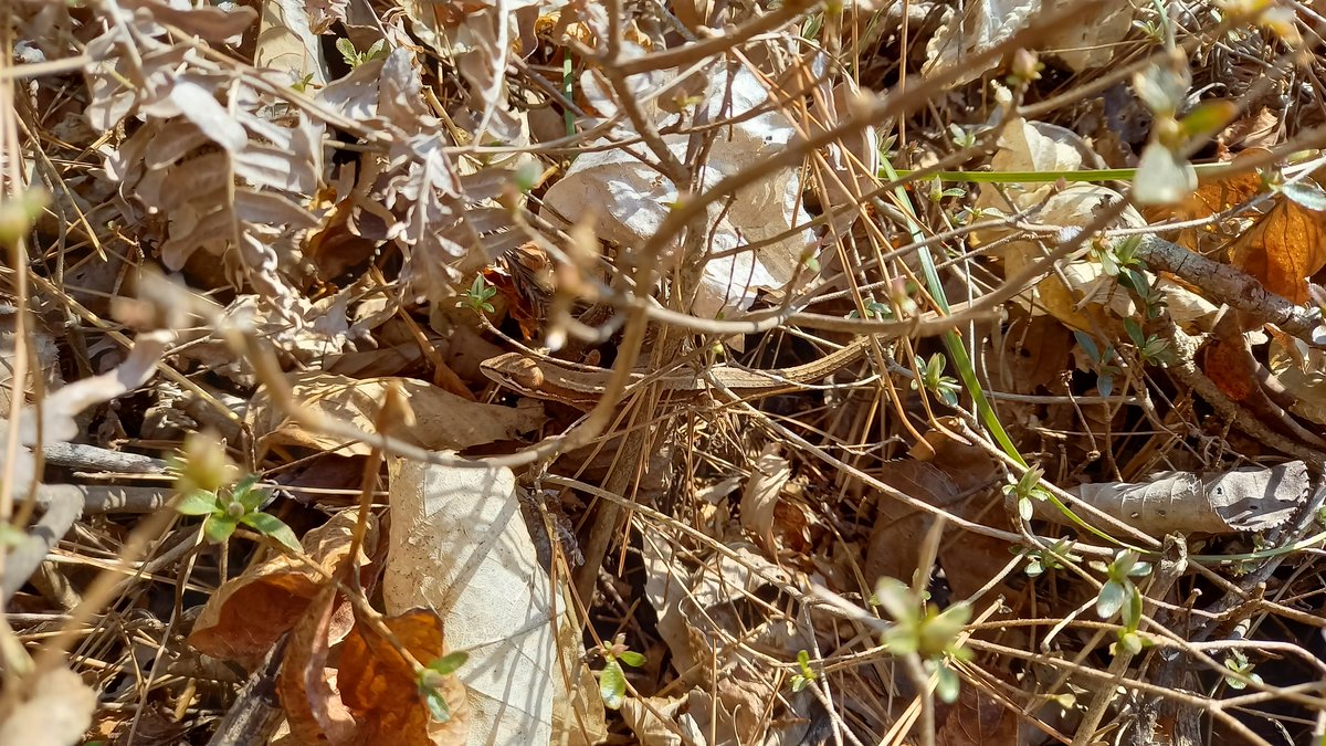 こうすけ tweet media