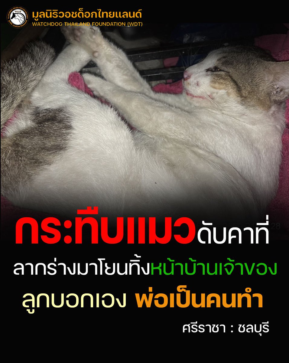 Watchdog Thailand Foundation tweet media