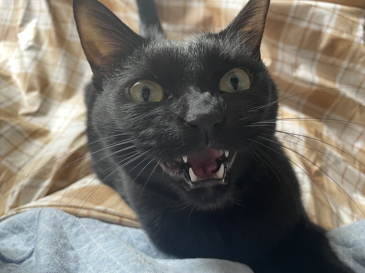 サバちゃん🌻（保護猫4匹のハッピーライフ☺️🐈🐈‍⬛🐢🌷） tweet media