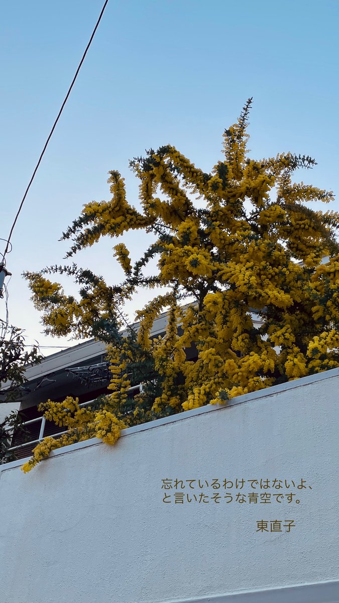 kimura_ayako's tweet photo. ミモザ色のお皿に春を盛った。『花のうた』を捲っていたら、〈菜の花を食べて胸から花の咲くようにすなおな身体だったら〉という山階基の歌が目に留まり、たまらなく食べたくなったのだった。

春を繋ぐように詩歌があった、そんな日々の断片を書きました。

オイシサノトビラ
https://t.co/EVOoEy0Q0w https://t.co/BuiNahy6nM