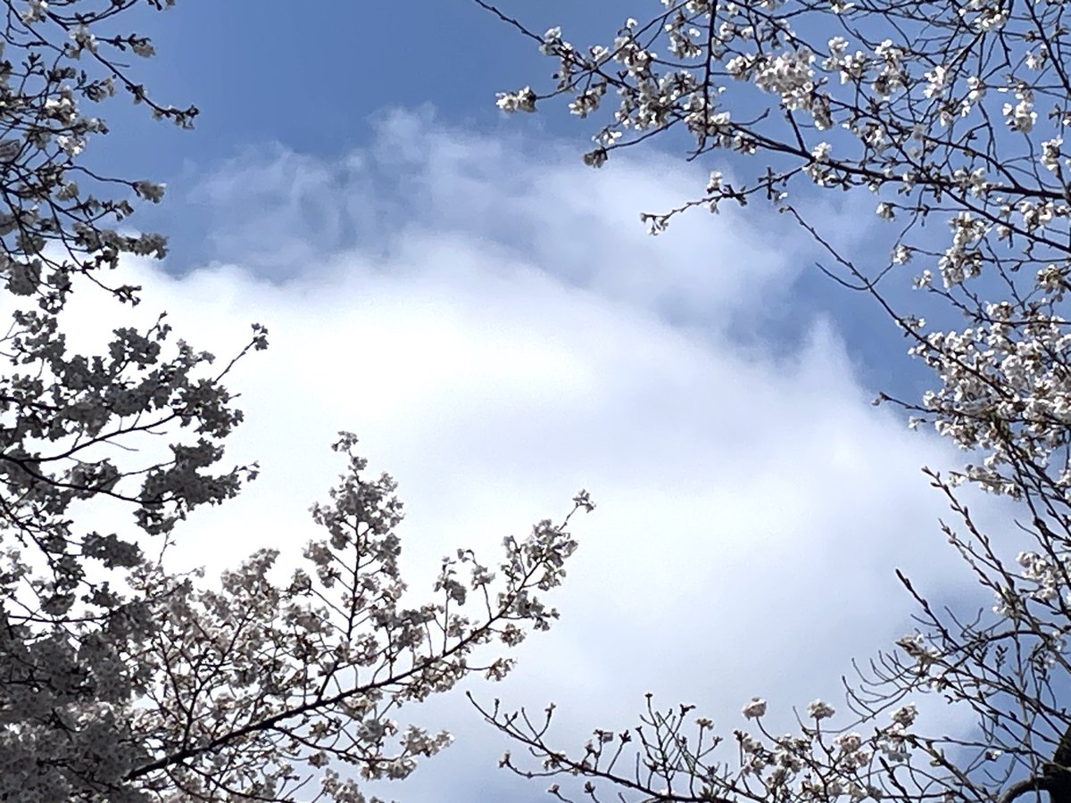 こだま和文 tweet media