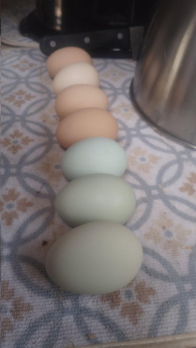 True Inquiry tweet media