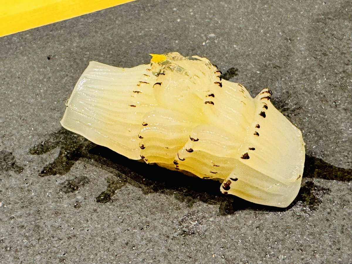 大塚香織 tweet media