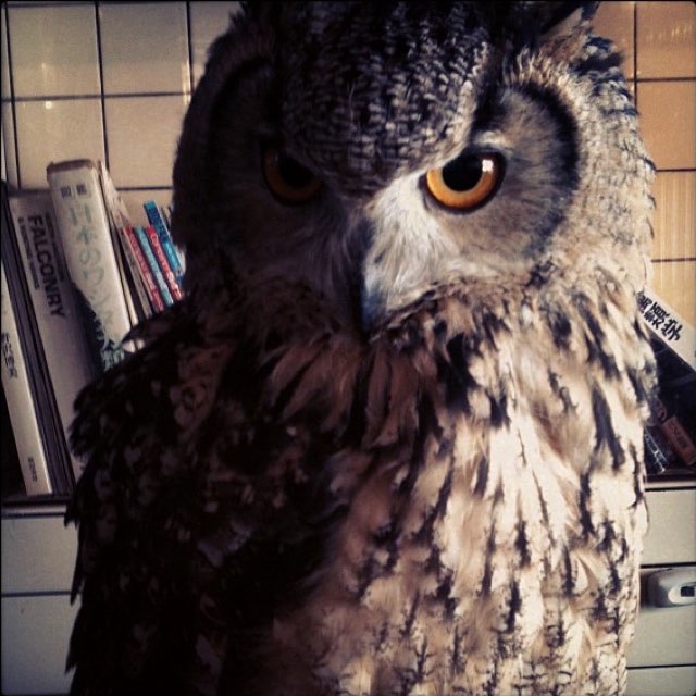 りら🪻 tweet media