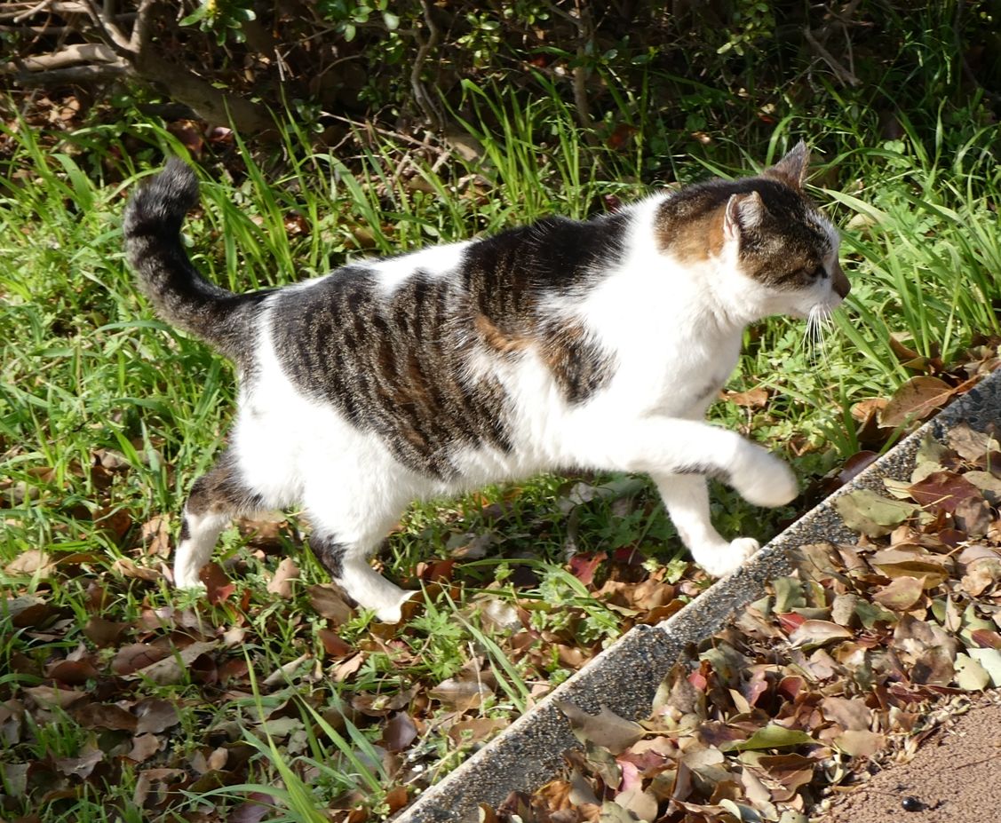 潤一朗🐾猫にシュシュ❁ tweet media