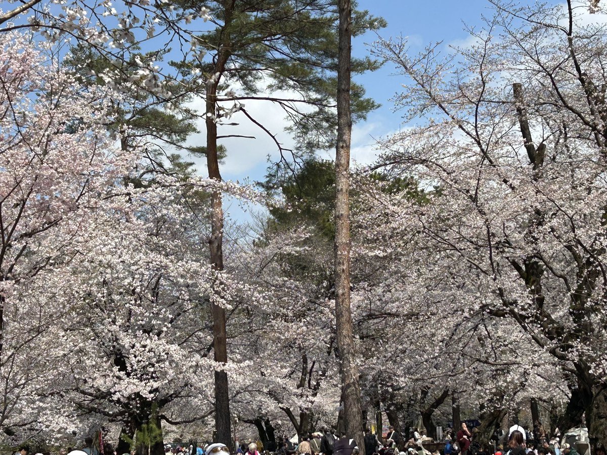 ふらりと立ち寄った大宮公園。
あまりに桜が綺麗だったから、突発的にお花見開始！