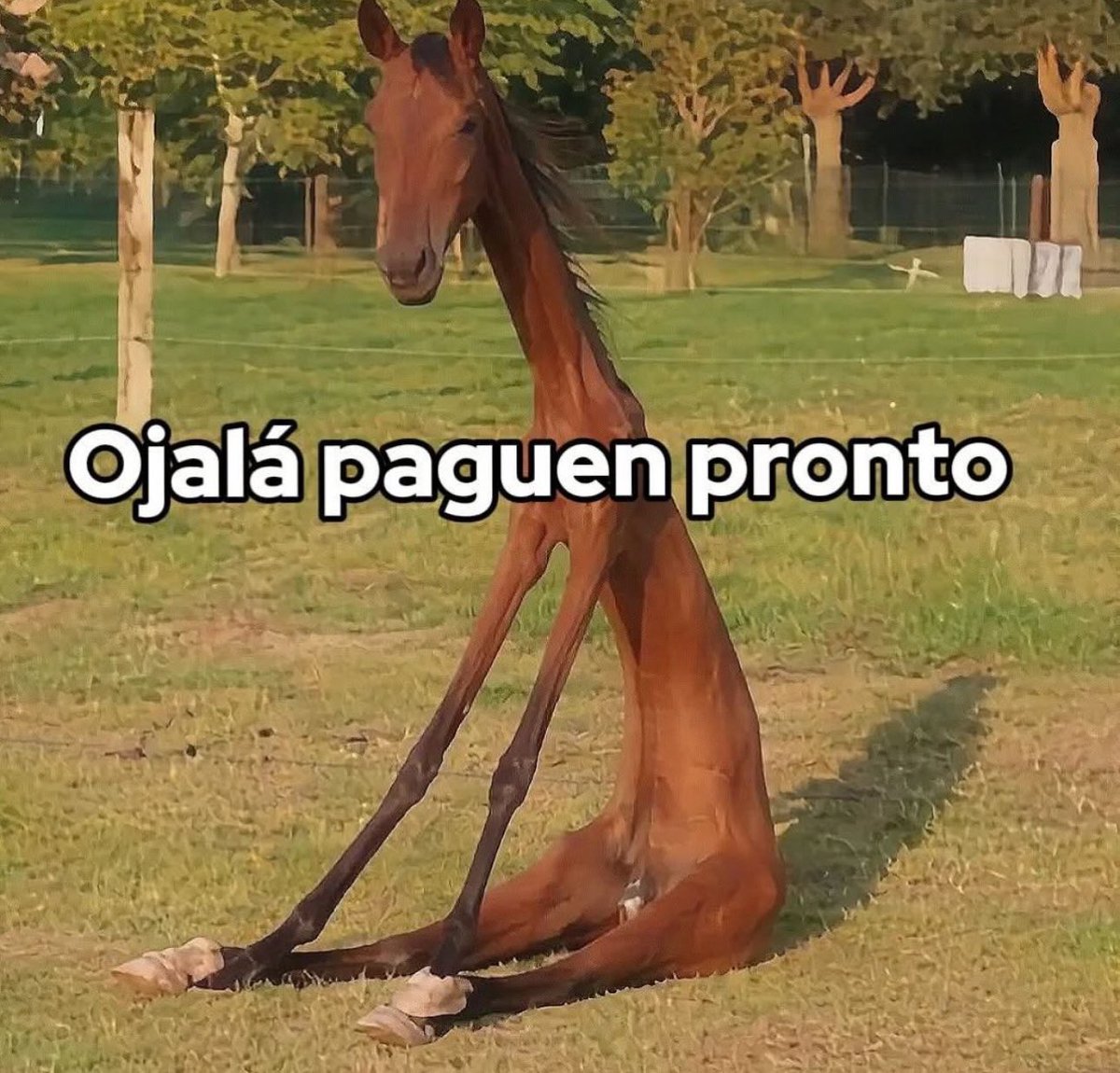 Tu tazo dorado 🍻🤪🇲🇽 tweet media