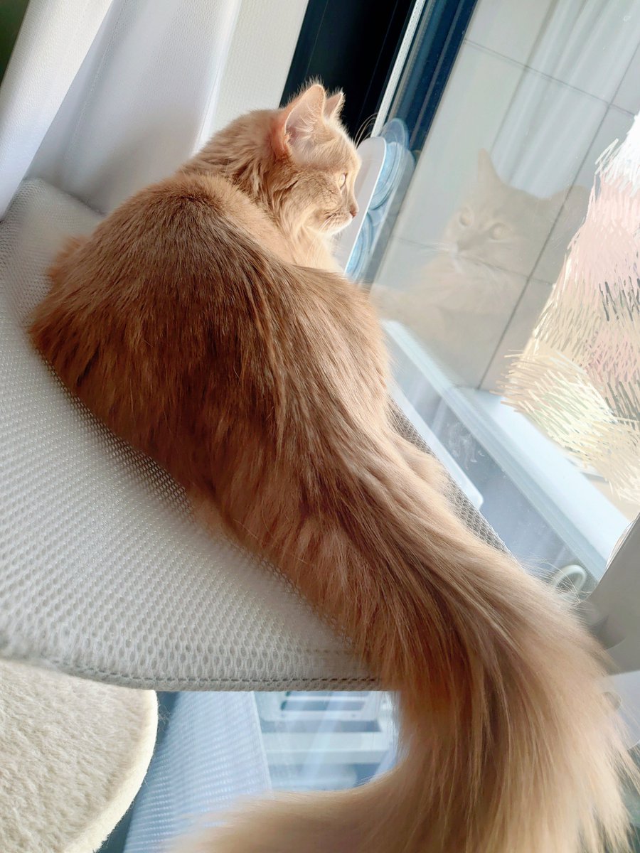 のらりーの☀️ tweet media