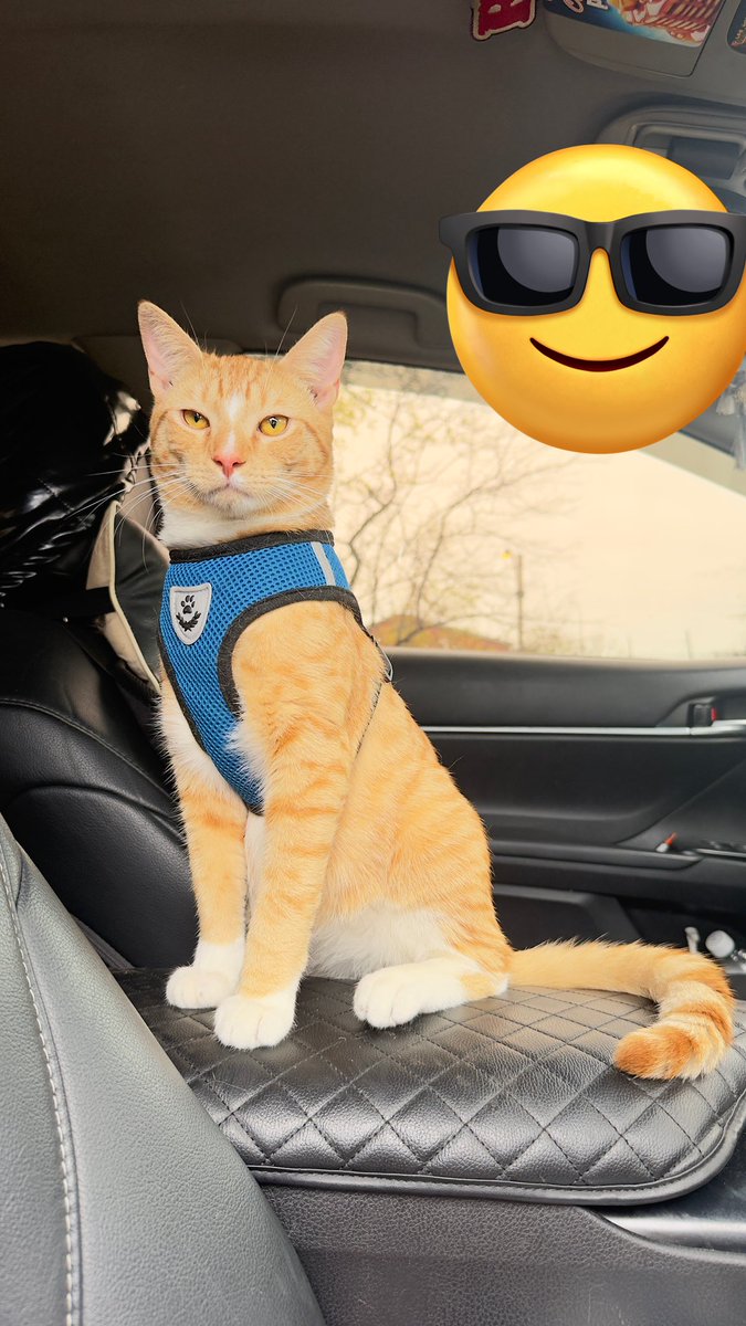 احمد ♡♪ tweet media