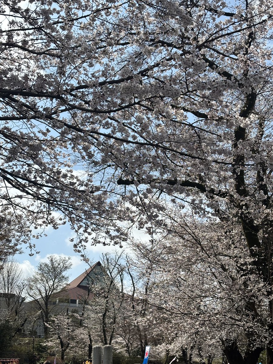 watama_cross's tweet photo. お花見🌸いい天気 https://t.co/srW3NrAUEO