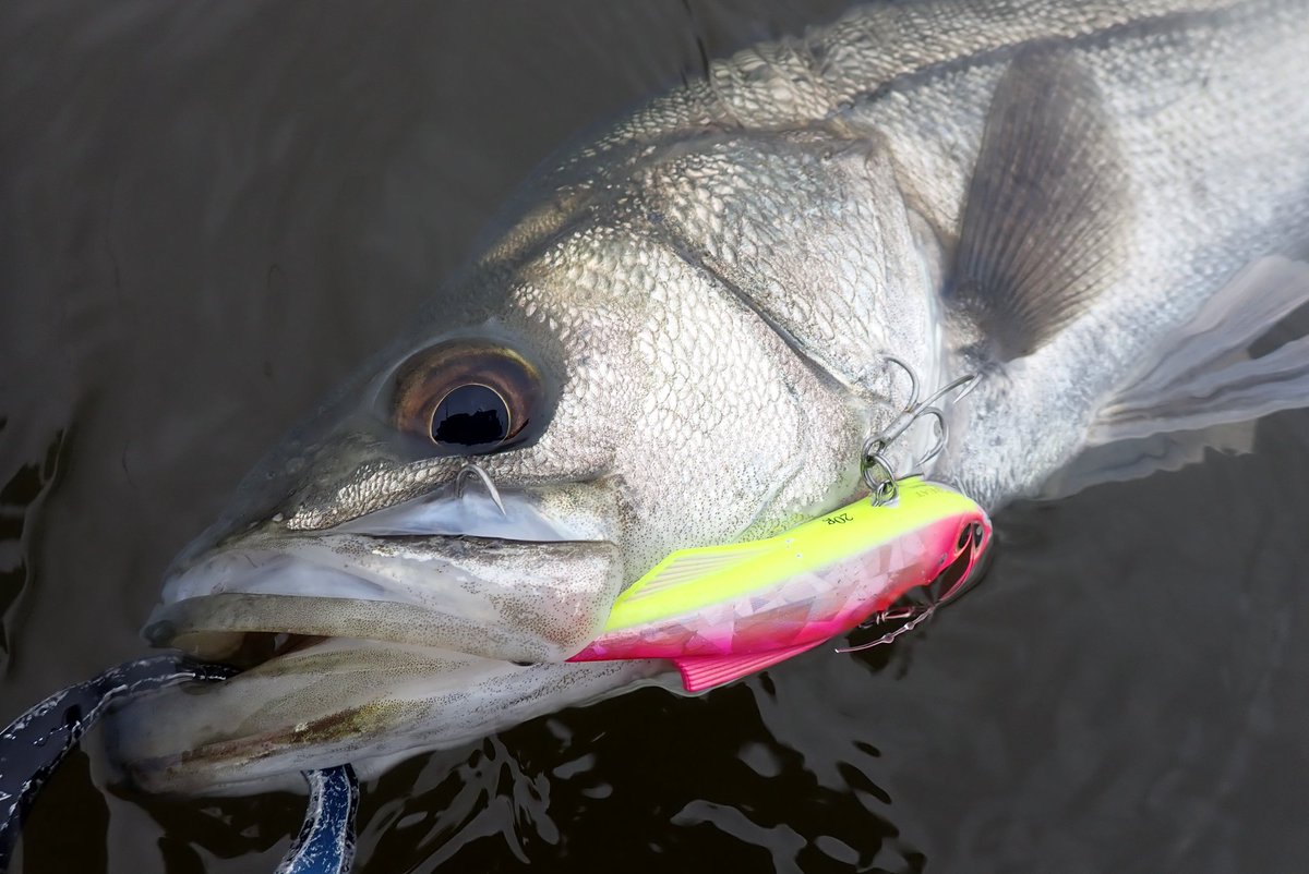 ゾーノ氏 tweet media