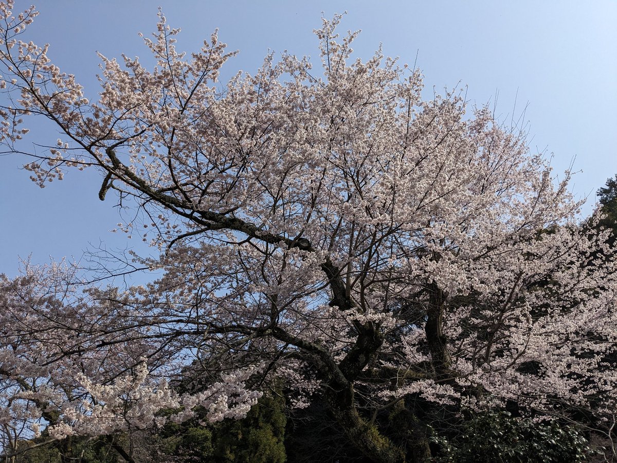 🌸今日はぶらっと近場で🌸

#天野山金剛寺