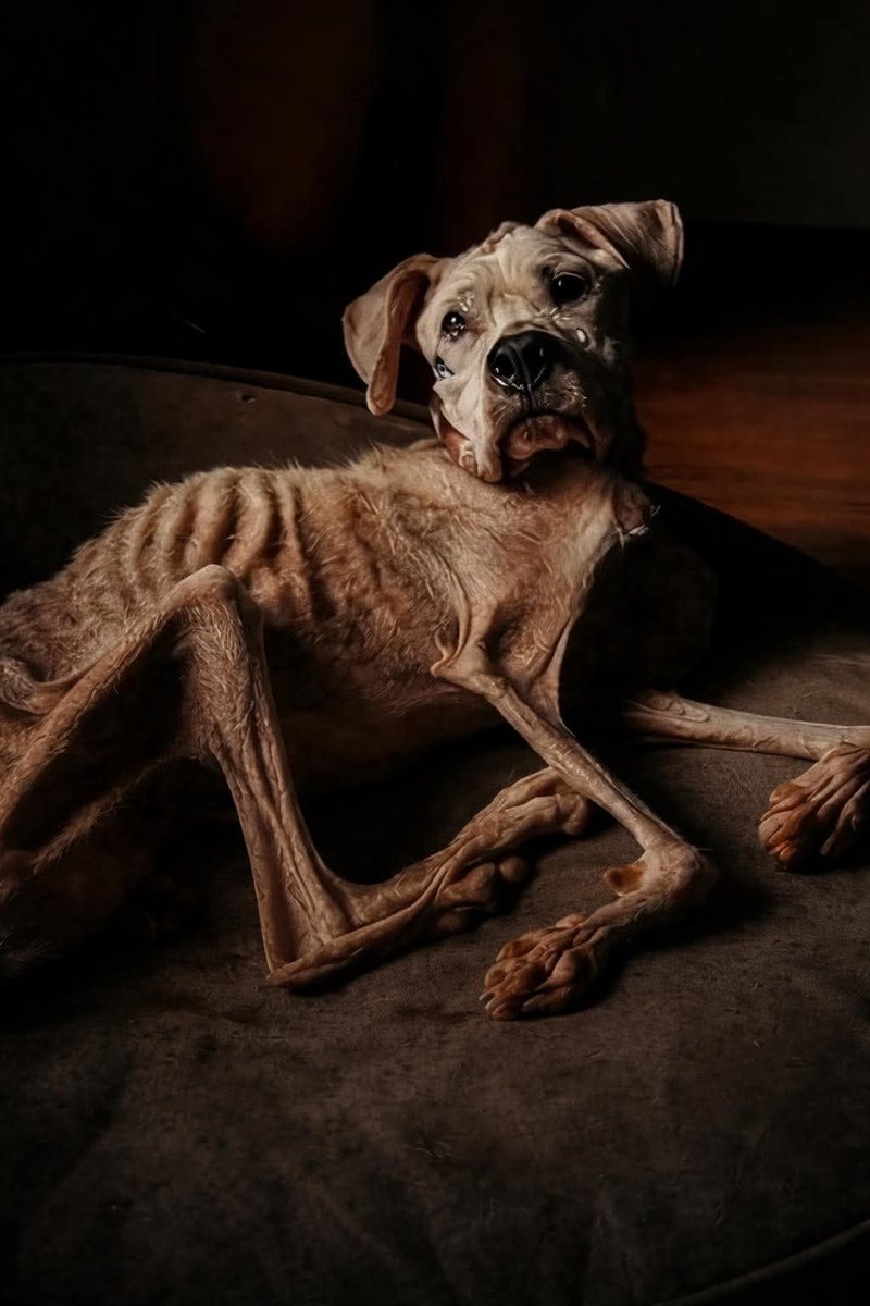 Alice 👑 tweet media