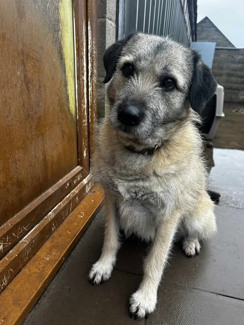 Pawprints to Freedom Rescue🐾 tweet media