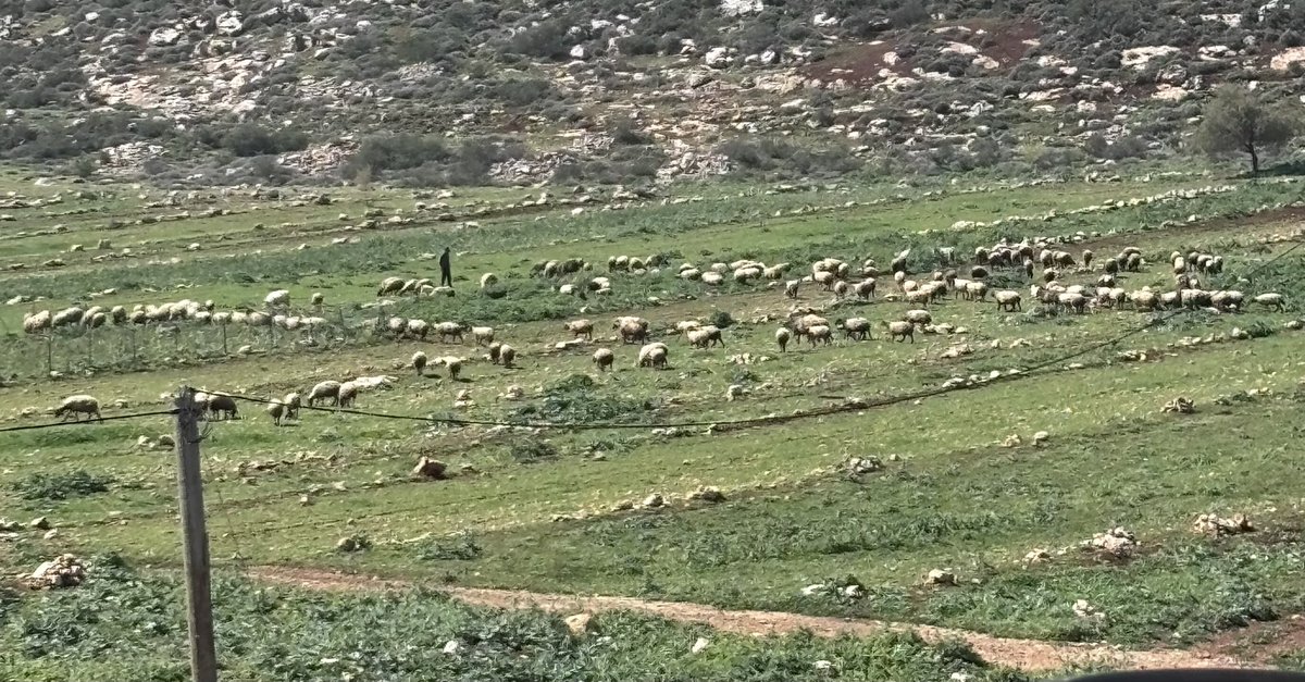 דני אלגרט tweet media