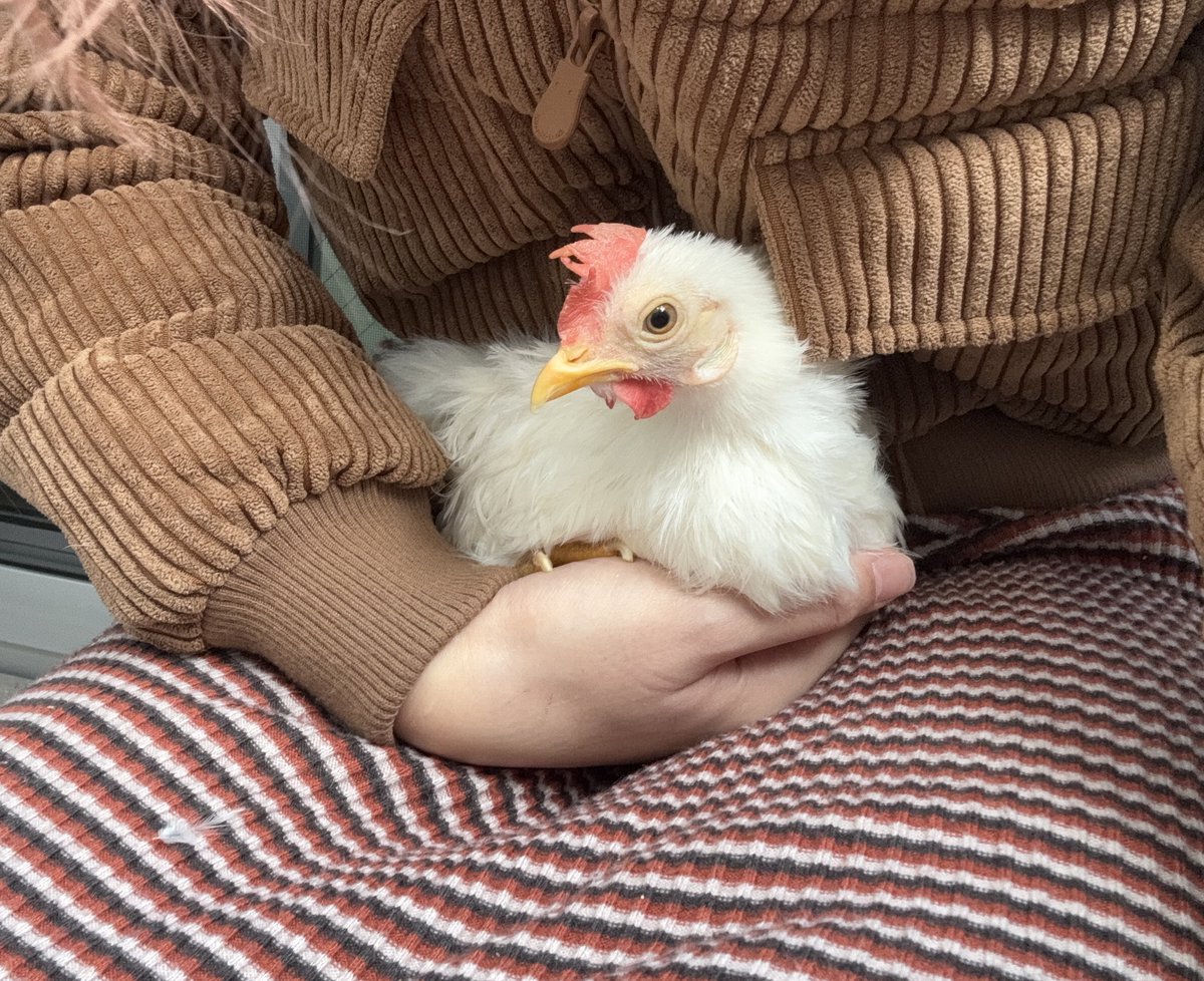 tolly｜とーりー🐓🐛 tweet media