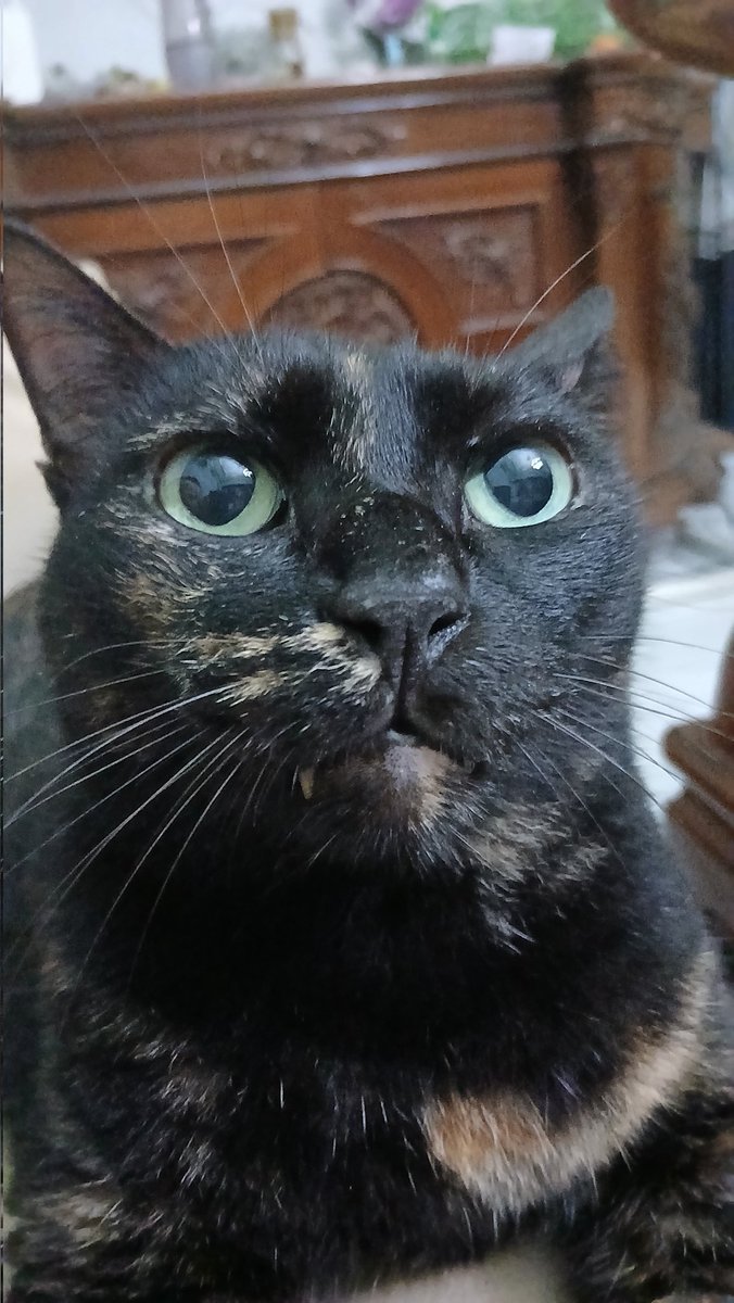 bude nanas tweet media