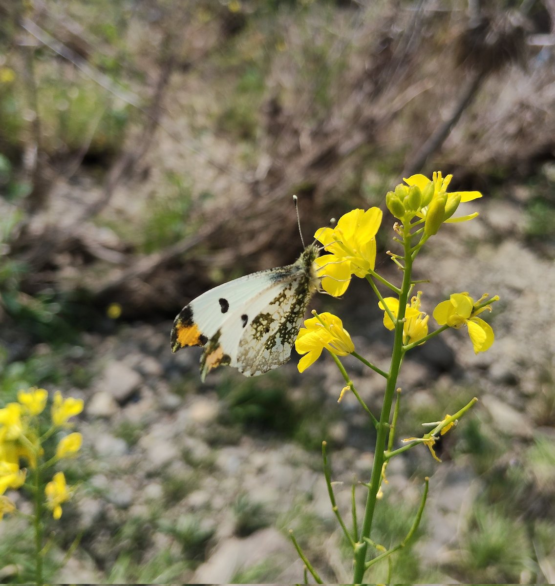 シジミ少年 tweet media