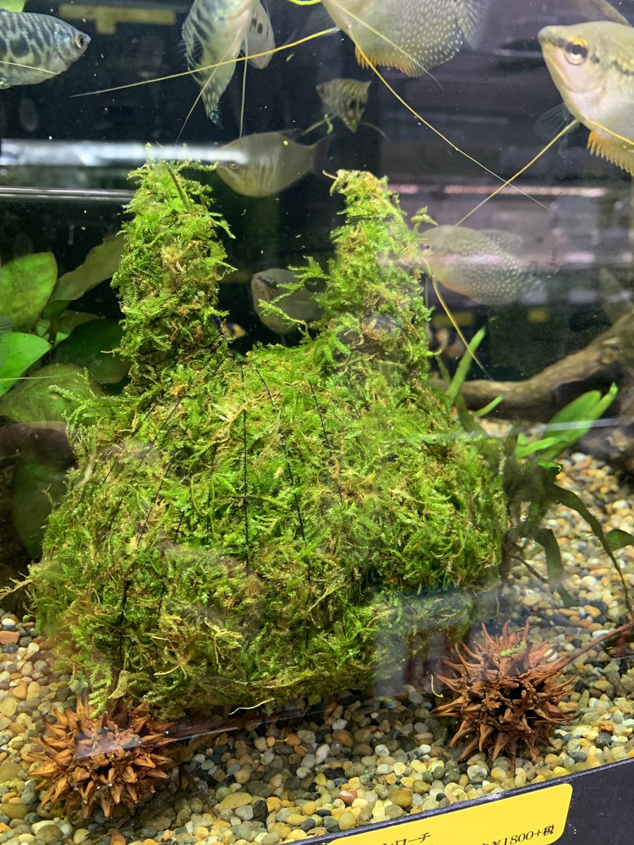 アクアリウム石垣 tweet media