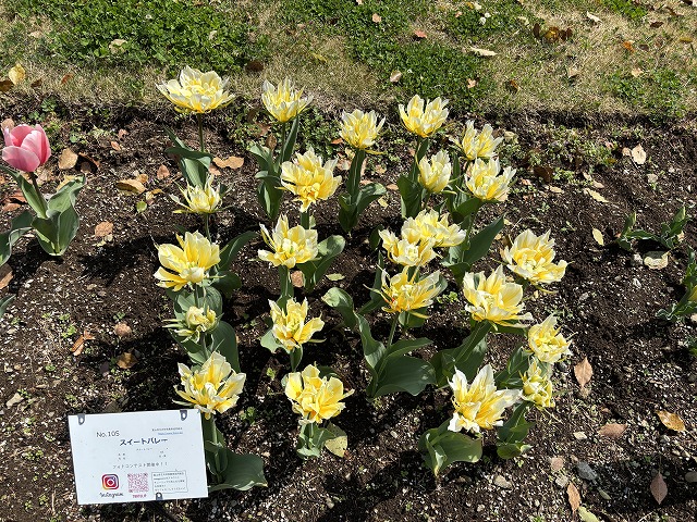tptckoen2's tweet photo. 【チューリップ ３００品種の見本園】その2
#チューリップ
#tulip
#シンボルプロムナード公園
#symbolpromenadepark https://t.co/UCEjjqBamN