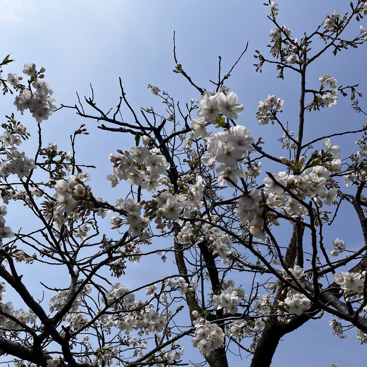 59negitotoro's tweet photo. 花見だ、花見だぁぁ🌸 https://t.co/X76astlrng
