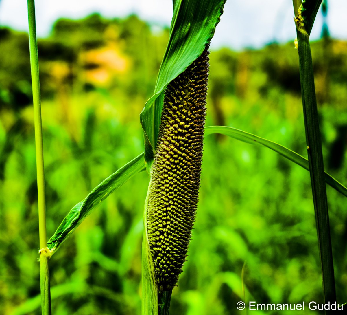 Emmanuel Guddu 🇵🇰 tweet media