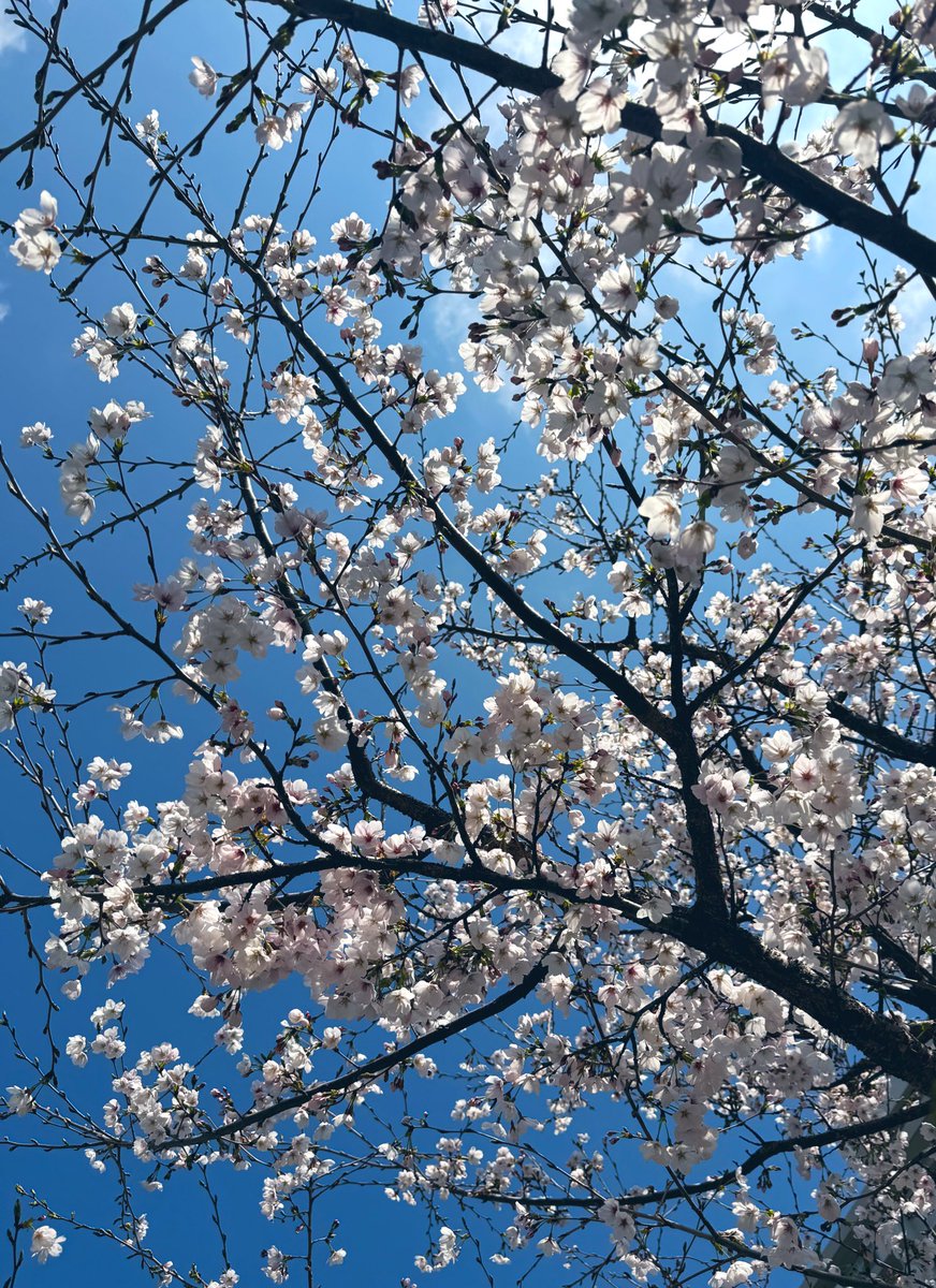 シーボ tweet media