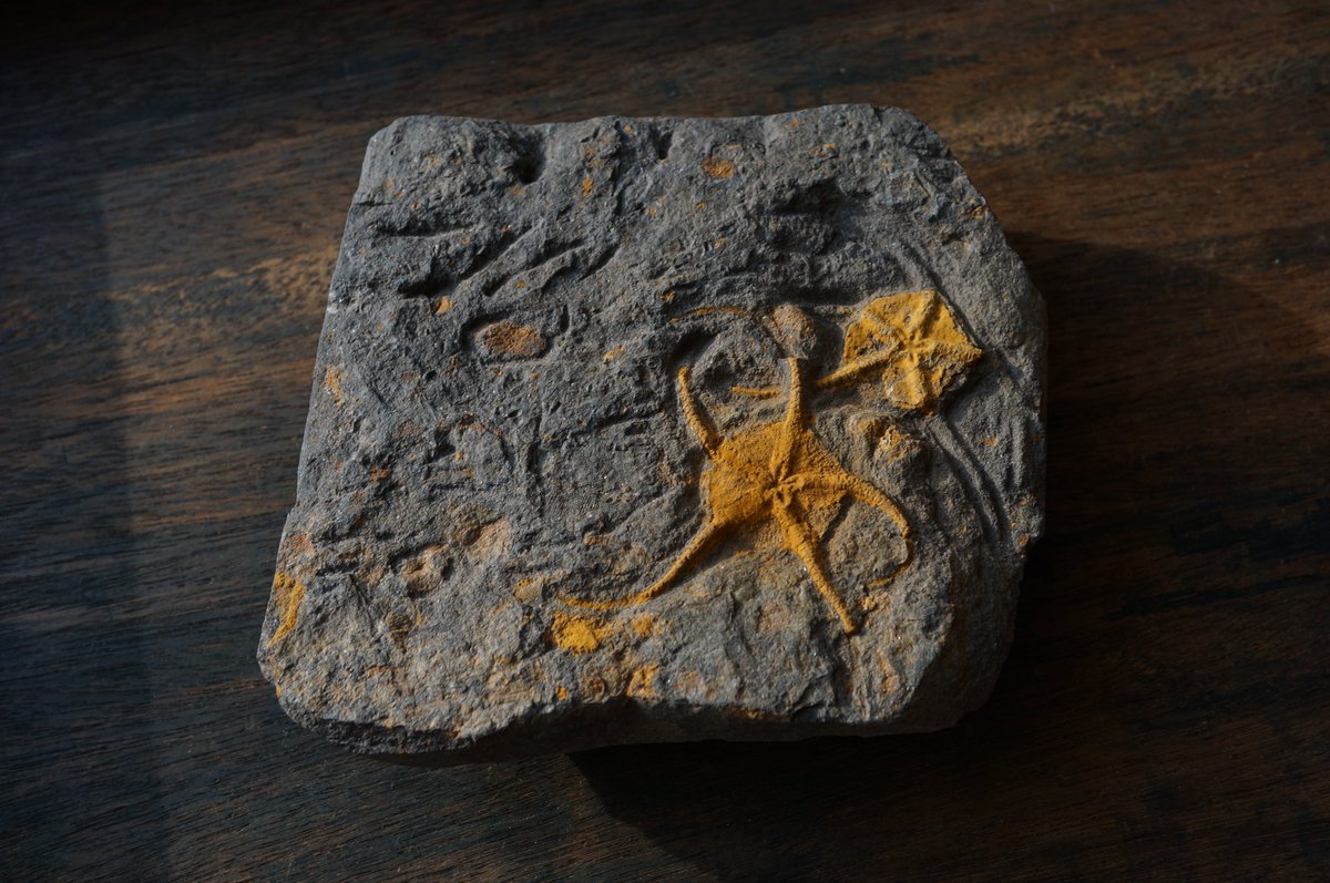 叙景 jokei 鉱物 / 風景石 / 化石 /水石 tweet media