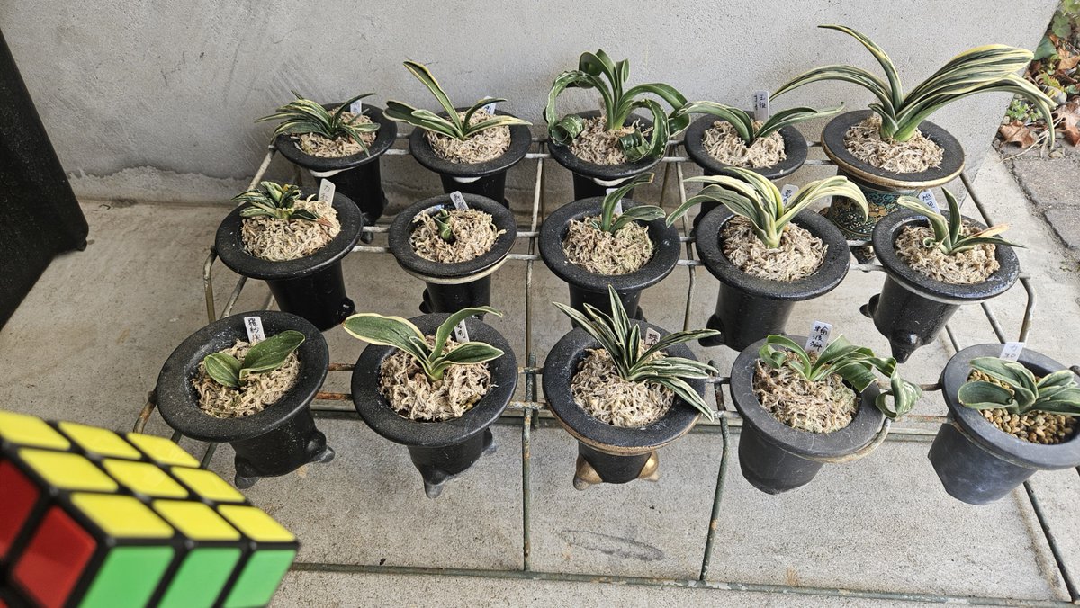 くるくるキャプテン tweet media