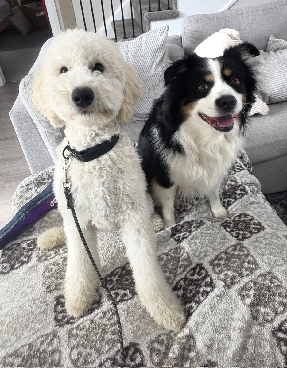 WalkinDogwalk's tweet photo. We didn't get any new snow this week!
🤭❤️🌹🌞🌼🐾🐕🐶❤️
#posingpups #Saturdaysocial #walkinthedog https://t.co/fyNmLHU1v3