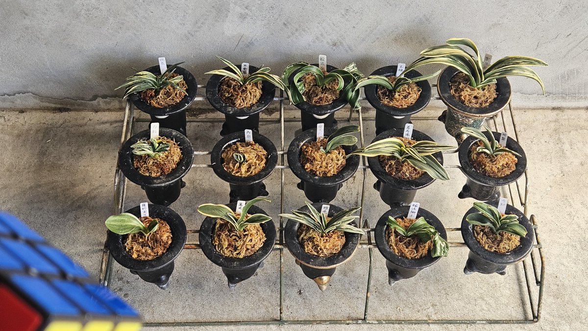 くるくるキャプテン tweet media