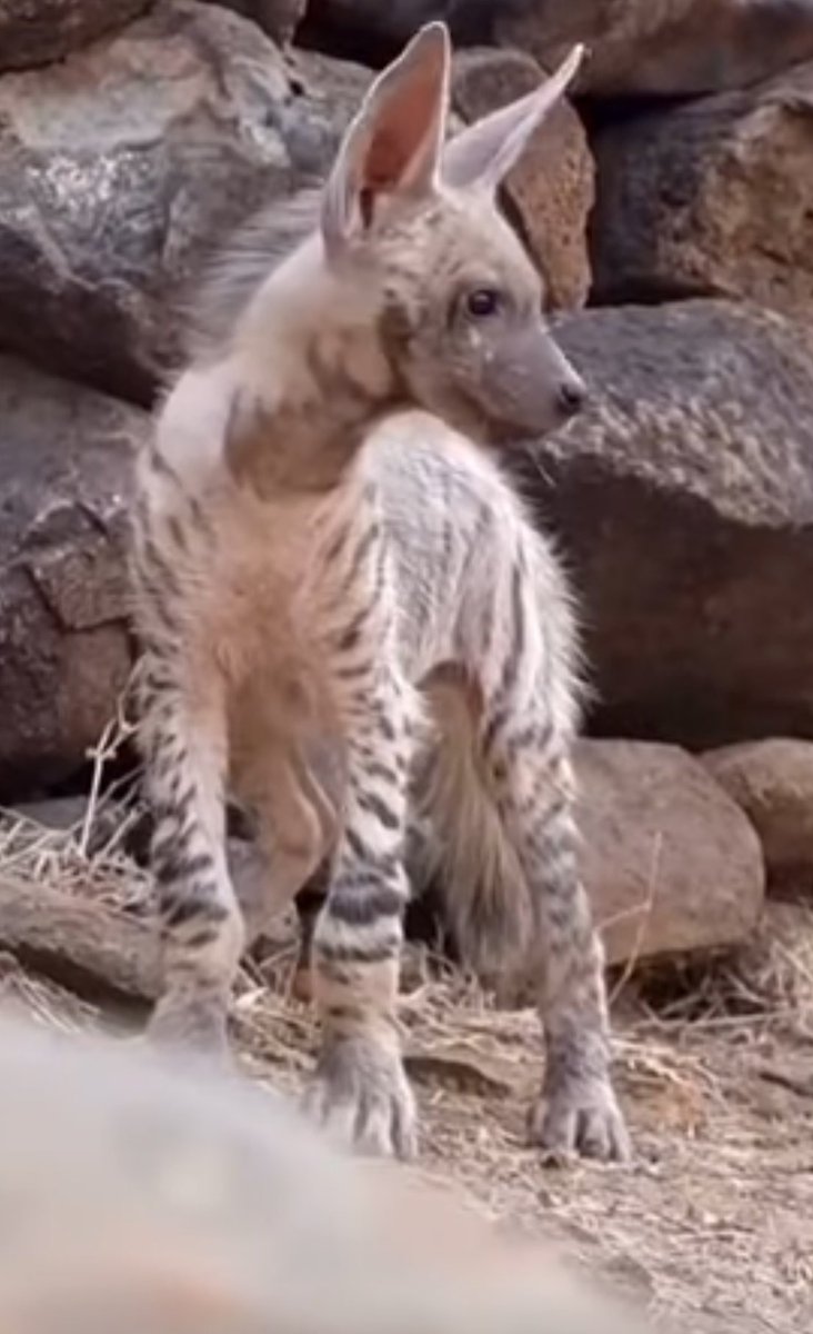 فهديشن | الهلال tweet media