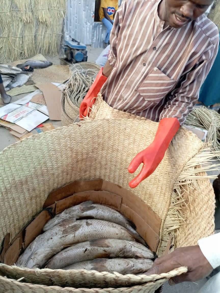 Mahamad93d's tweet photo. C'est franchement impressionnant ! Le secteur de la pêche à Diffa est un véritable pilier de l'économie locale, générant plus de 32 milliards de francs CFA en 2024. La production de 20 500 tonnes de poissons fumés représente plus de 70% de la production nationale. https://t.co/zlPOjspZ4u