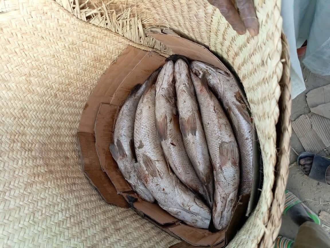 Mahamad93d's tweet photo. C'est franchement impressionnant ! Le secteur de la pêche à Diffa est un véritable pilier de l'économie locale, générant plus de 32 milliards de francs CFA en 2024. La production de 20 500 tonnes de poissons fumés représente plus de 70% de la production nationale. https://t.co/zlPOjspZ4u