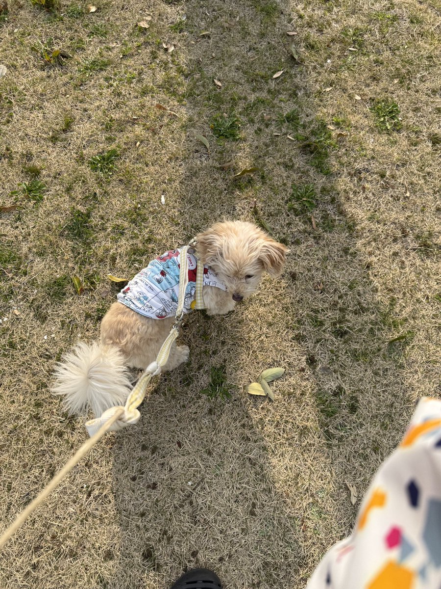 とんとん tweet media