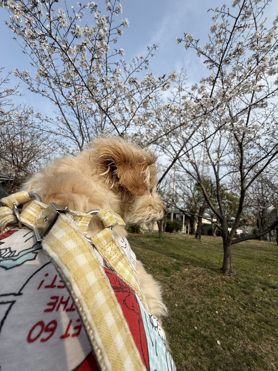 とんとん tweet media