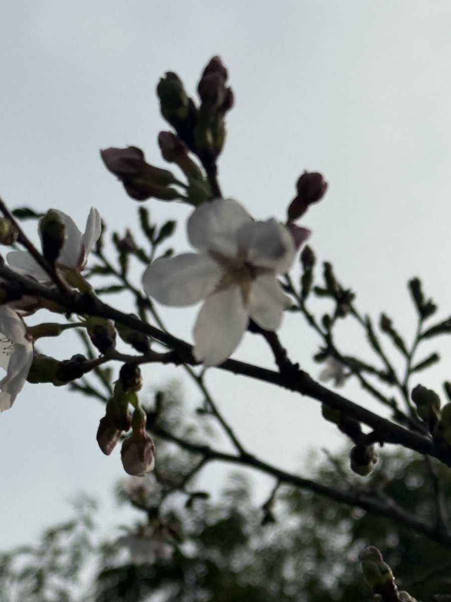 とんとん tweet media