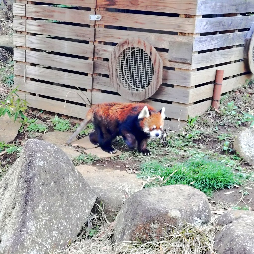 いけがみ tweet media