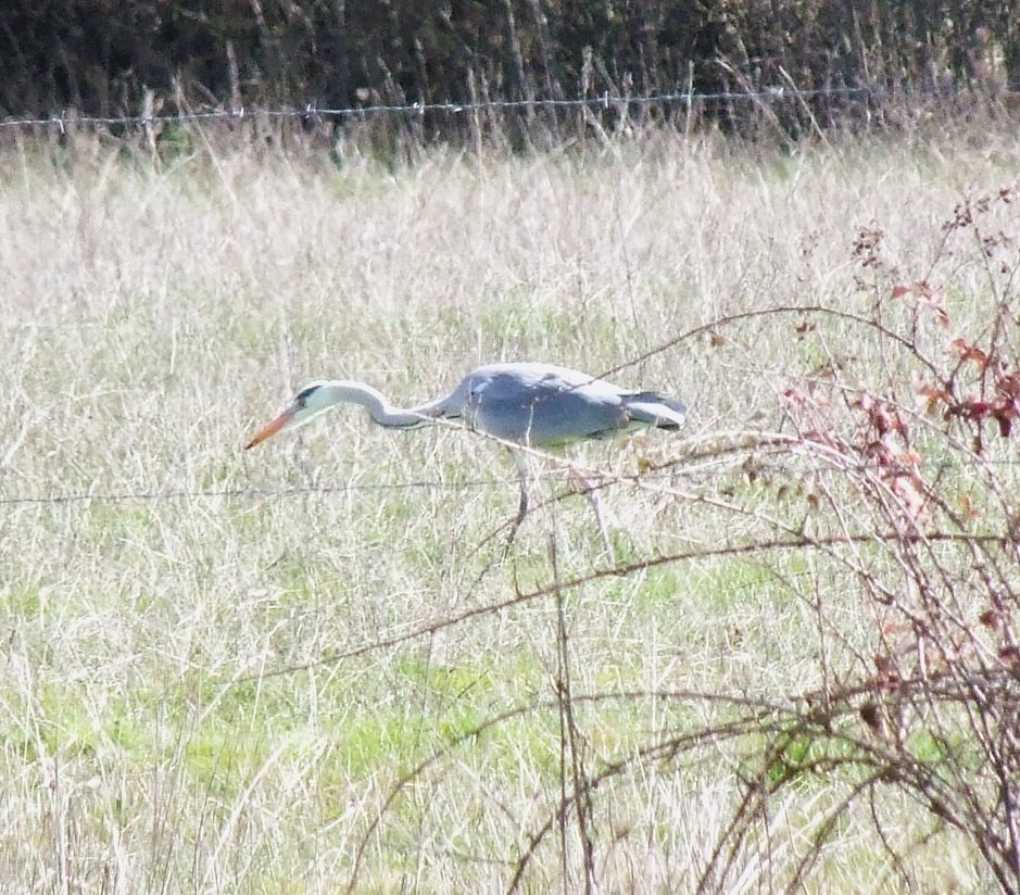 Pegas y pardales tweet media